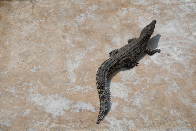 Crocodile on the cement floor bacrground