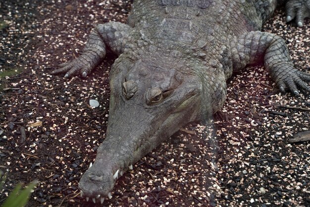 Crocodile close up detail portrait