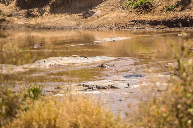 A crocodile coming out of the river in the Masai Mara Kenya