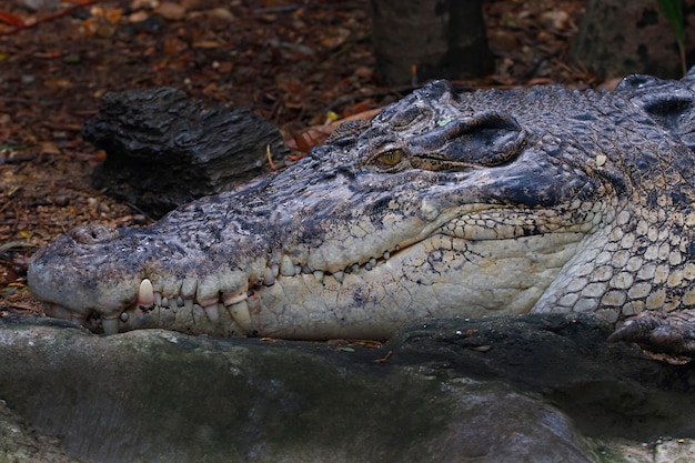 악어 Crocodylidae 파충류 머리를 닫습니다