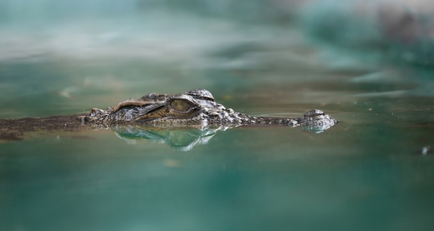 Crocodile face and reflection in  water