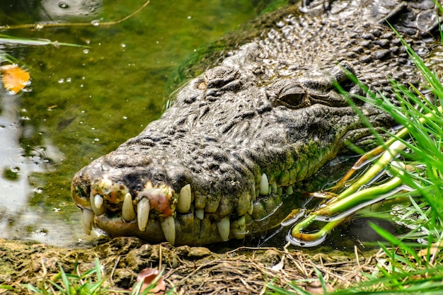 Photo crocodile face