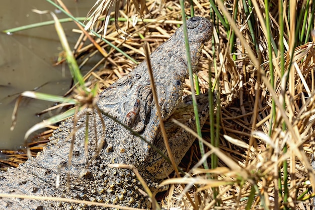 湖岸 の 草 の 上 に いる ワニ