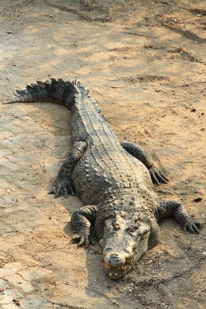 Crocodile on the ground.