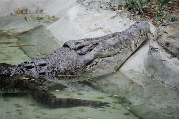 La testa di coccodrillo appare dall'acqua il relax degli animali