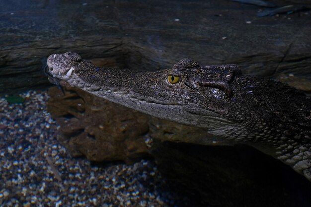 Crocodile head close up. Dangerous reptile.