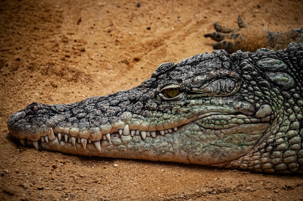 Photo crocodile head close up