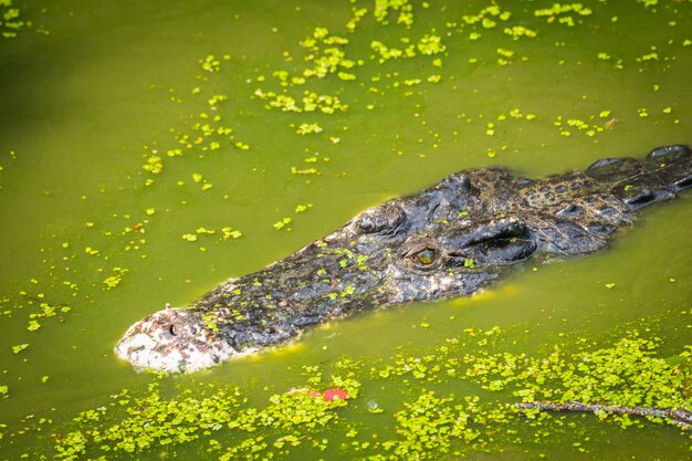 Crocodile head floating in water Looking for prey