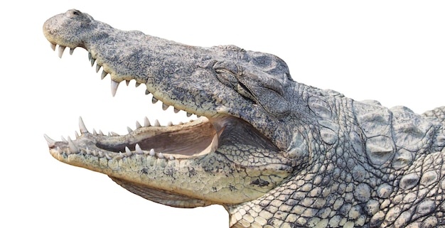 Crocodile head isolated with white background