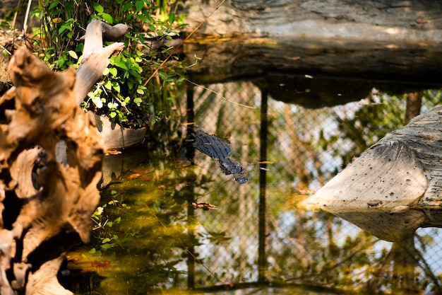 A crocodile is floating in a simulated pond inside a cage.