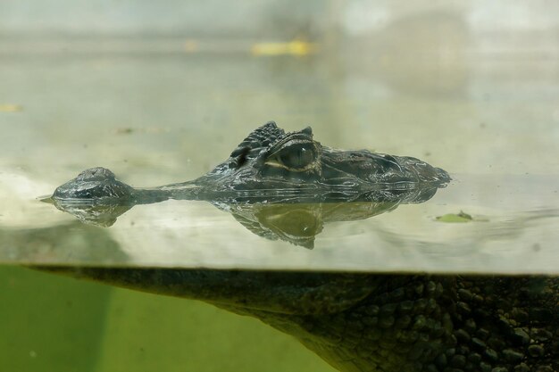 写真 ワニは水の中にいる 爬虫類の階級だ