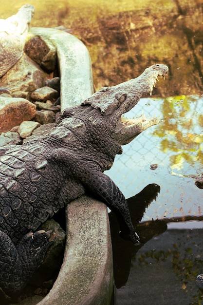 A crocodile is resting on a rock in a pond.