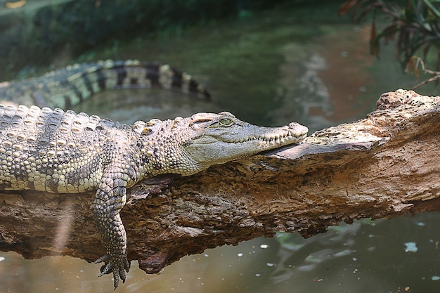 ワニは動物園の木の幹で休んでいます