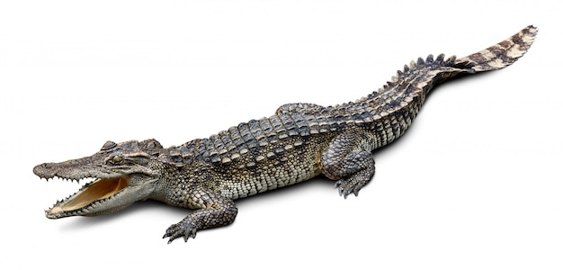 Photo crocodile isolated on white