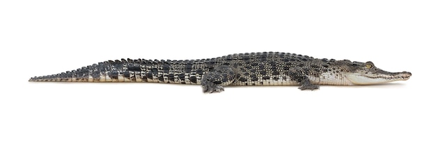 Фото Изолированный крокодил