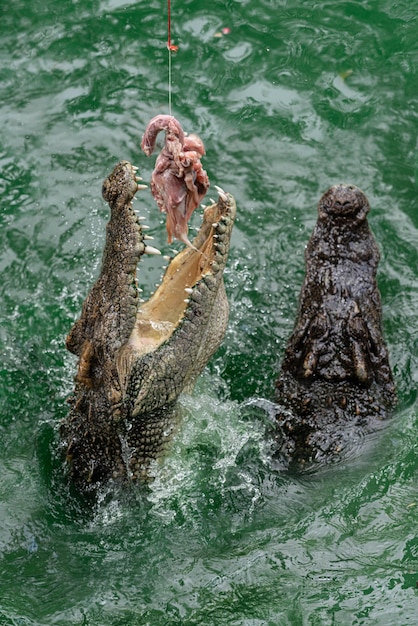 写真 食べ物のために水から飛び出すワニ