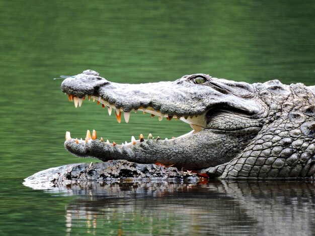 Foto un coccodrillo in un lago