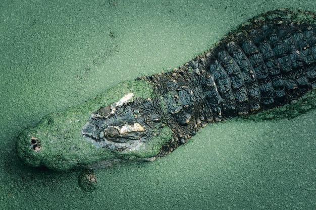 Photo crocodile in a lake