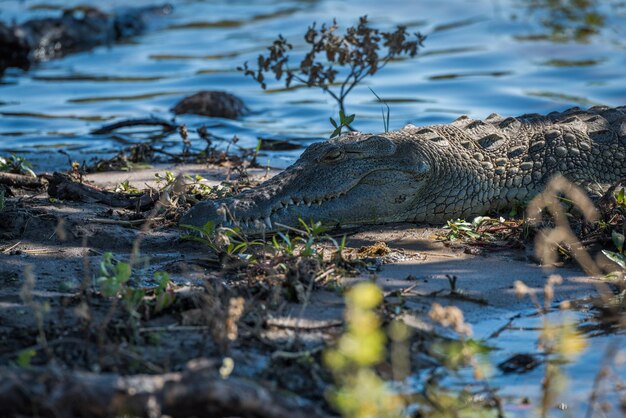 Photo crocodile at lakeshore