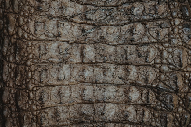 Crocodile leather texture closeup background