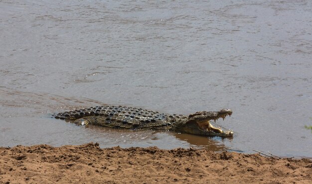 Crocodile lying in the water near the shore with open jaws. Masai Mara national park, Kenya