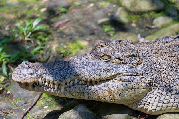 Crocodile mouth close up