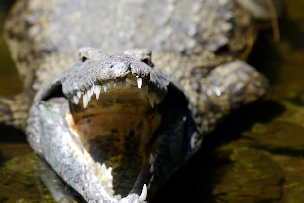 Crocodile in National park of Kenya, Africa