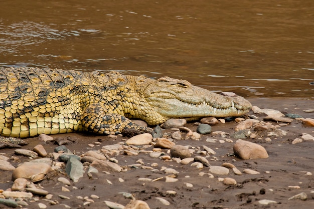 Крокодил у реки Мара