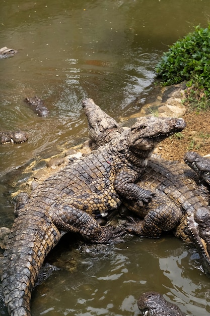 Crocodile Park on the island of Mauritius. La Vanilla Nature Park.Crocodiles.