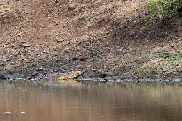 Crocodile in the pool in kruger park south africa