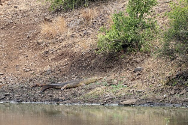 Crocodile in the pool in kruger park south africa