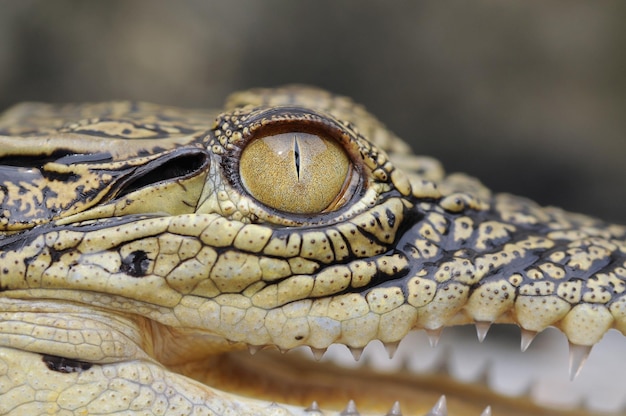 a crocodile in a puddle