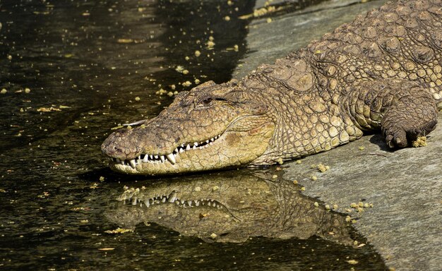 写真 水中の野生生物の写真におけるワニの反射