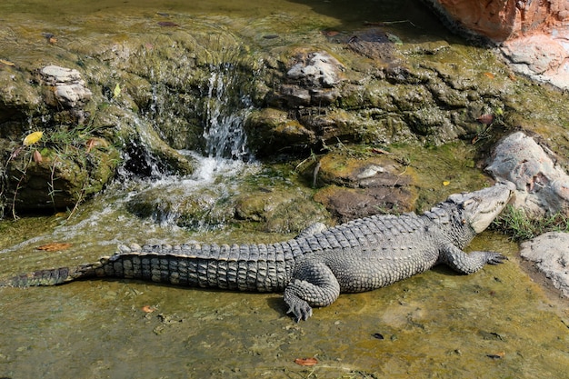 Crocodile rest near the river