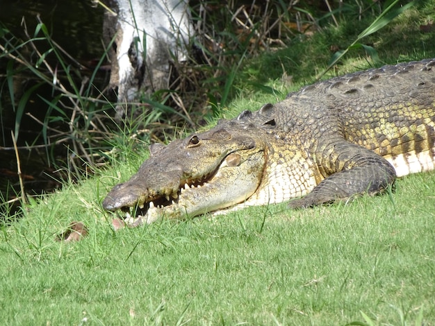 Crocodile resting in the sun