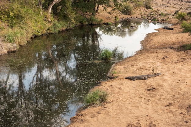 Crocodile in the river african savannah landscape in the Kruger National Park. Dry season