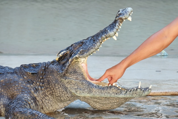 The crocodile show in Thailand