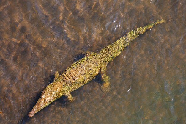 Crocodile site in Costa Rica, Central America