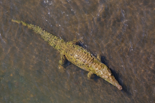 Crocodile site in Costa Rica, Central America