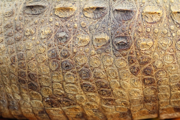 Crocodile skin texture