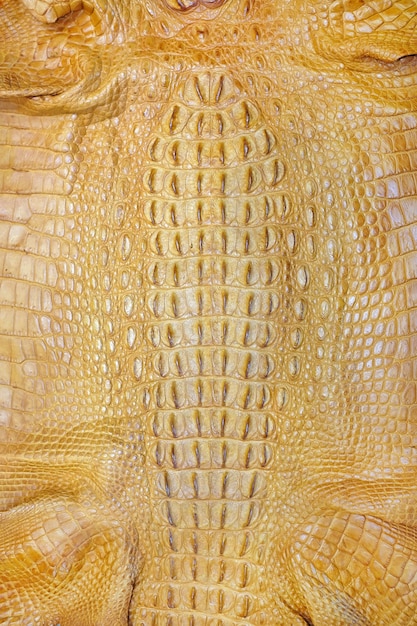 Crocodile skin texture