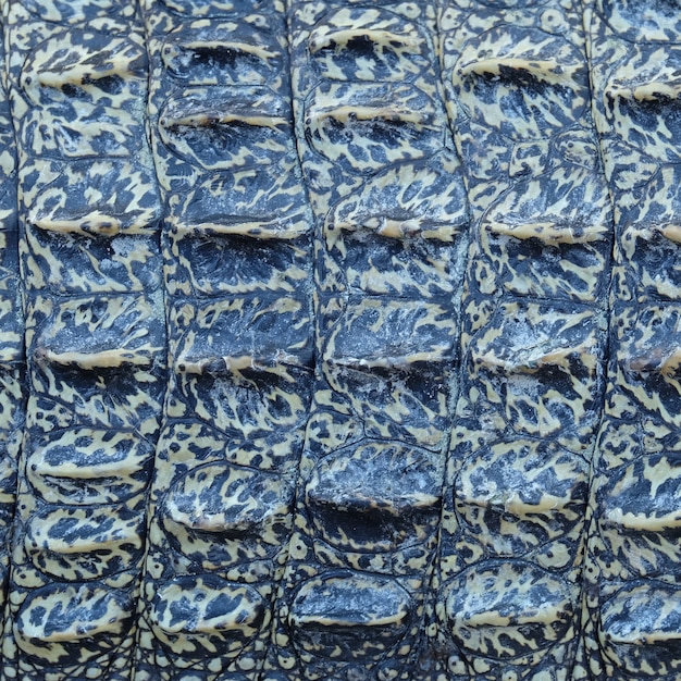 Crocodile skin texture