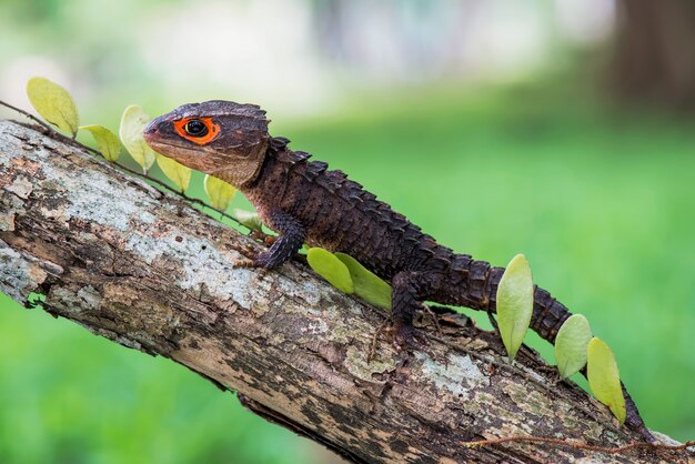 Crocodile skin on tree in forest