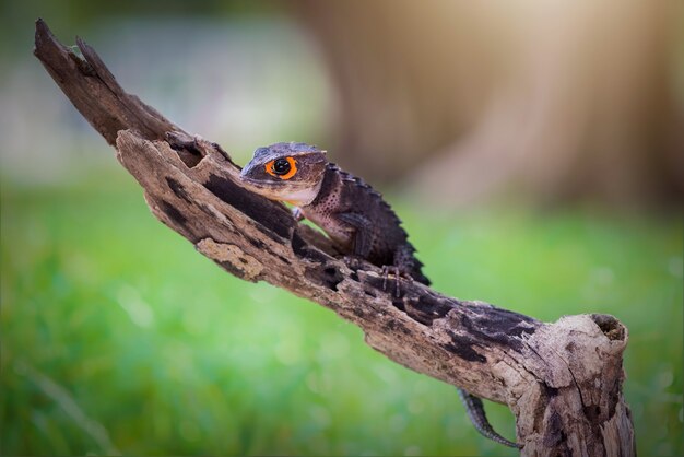 Crocodile skin on tree in forest