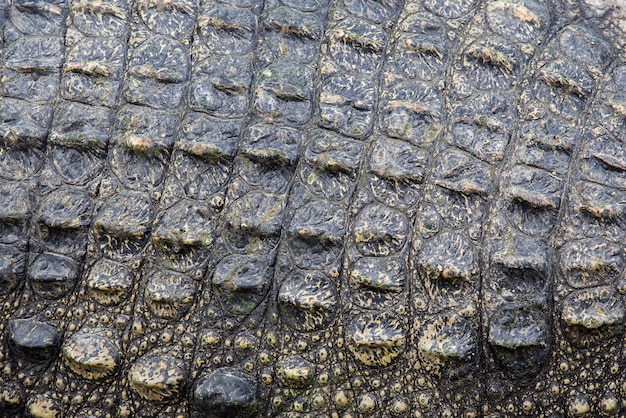 Crocodile skin