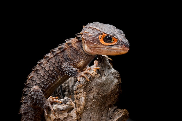 crocodile skink  on black background