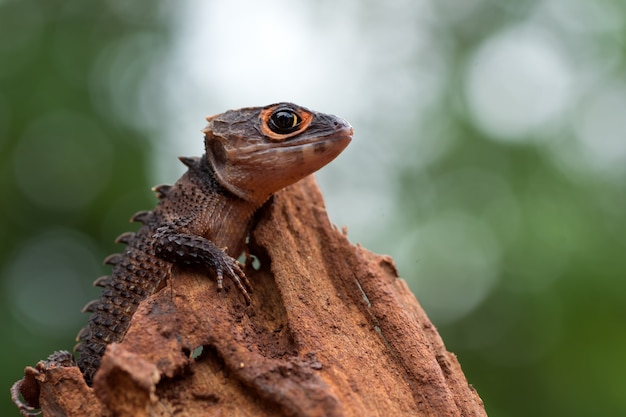 Crocodile skink lizard on their enviroment