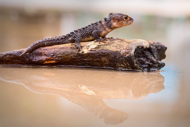 crocodile skink  on twigs in  tropical forest