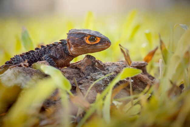 crocodile skink  on twigs in tropical garden