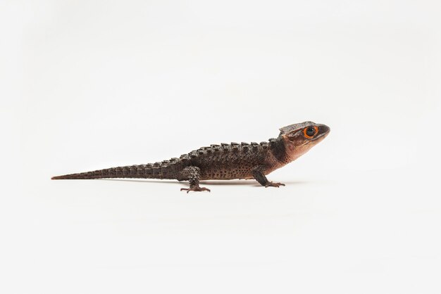 Crocodile skink on  white background